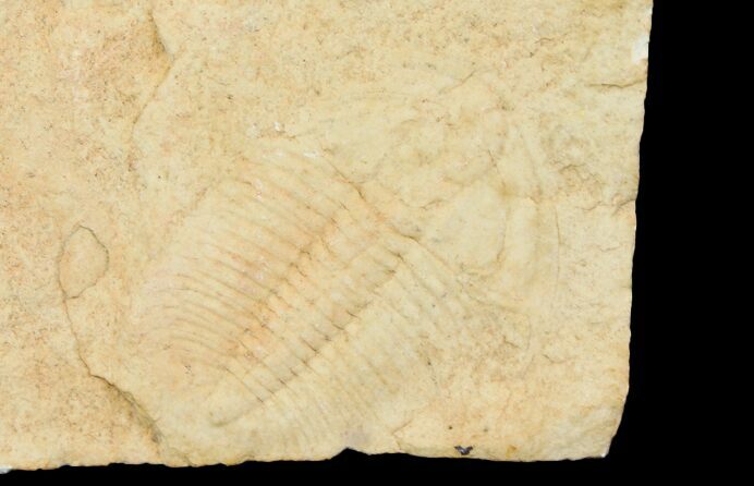 Trilobite (Xystridura) Fossil - Mount Isa, Australia #136602
